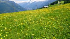 séjour linguistique anglais dans les Alpes
