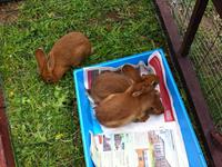 construction clapier à lapin en séjour linguistique